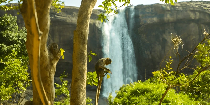 Monkey falls