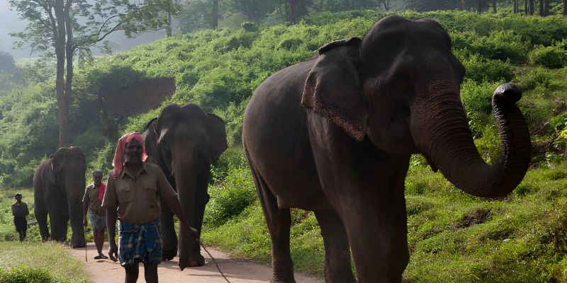 Parambikulam Wildlife Sanctuary