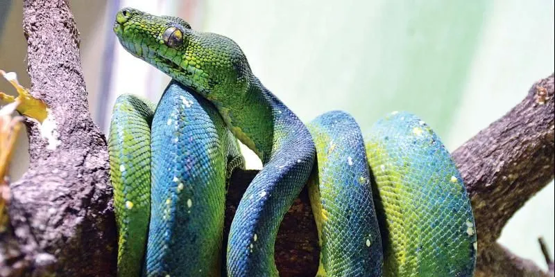 Snake Park Chennai