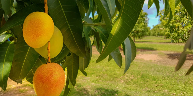 Mango-Orchards