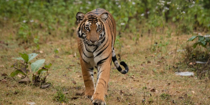 Anamalai Tiger Reserve